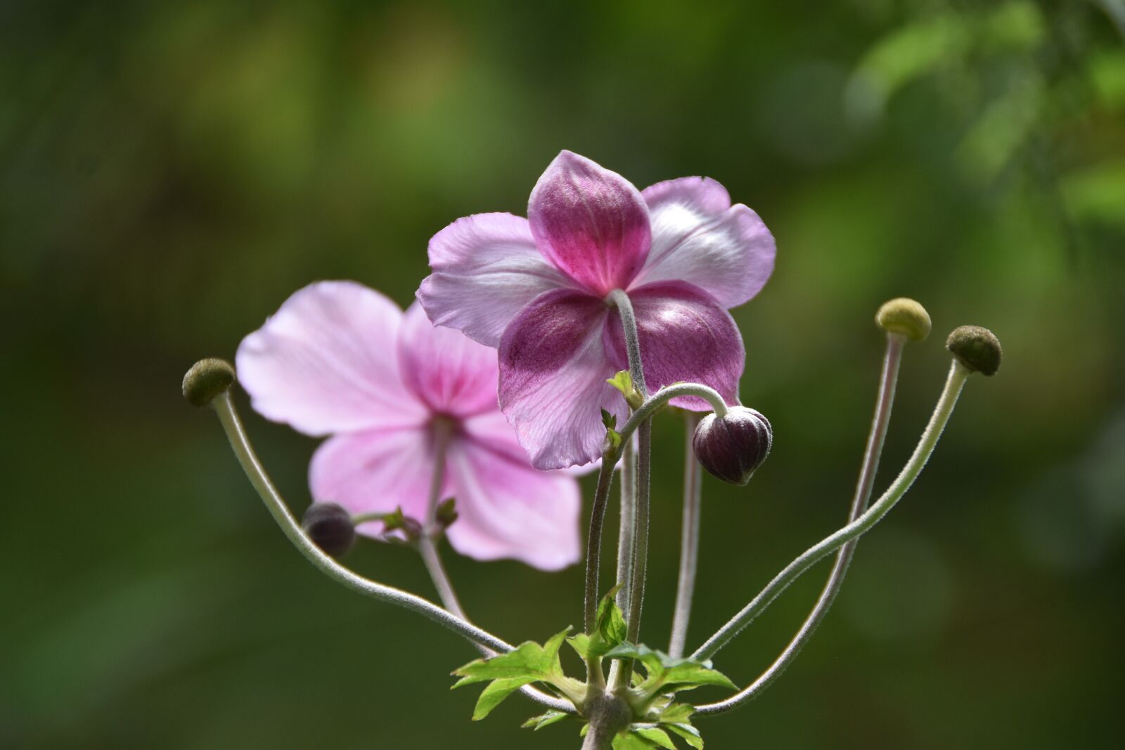Nikon D5500 sample photo. Japanese anemone, flower, plant photography