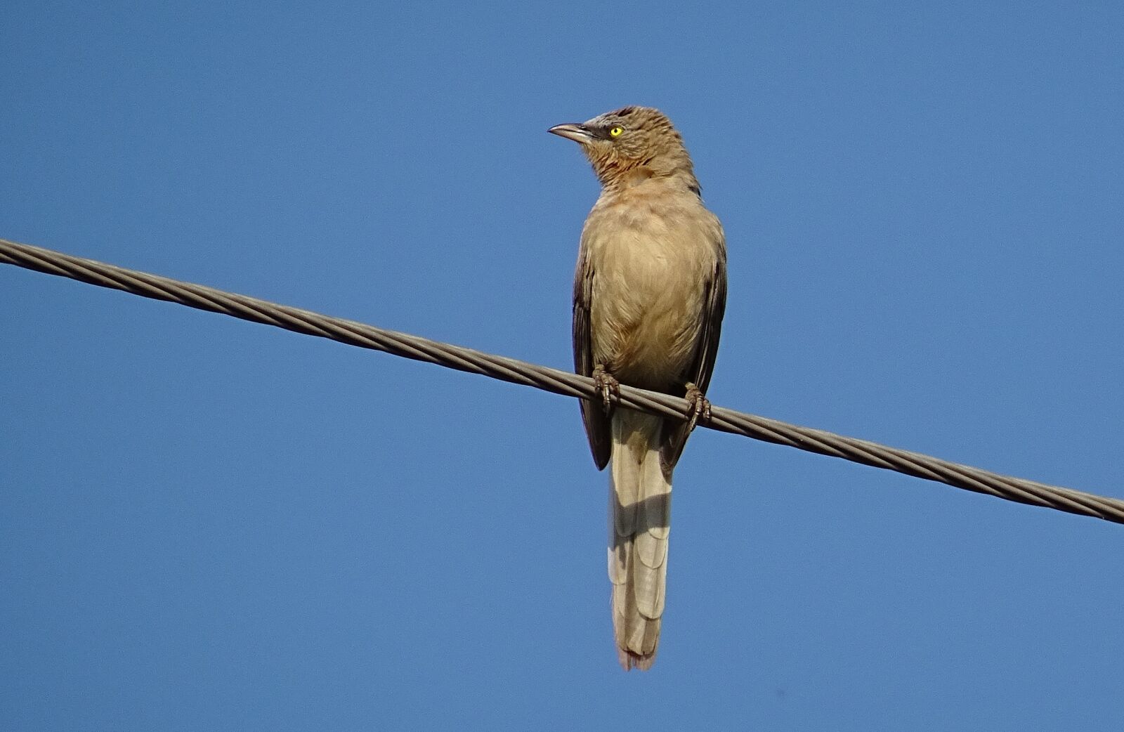 Sony DSC-HX60V sample photo. Bird, babbler, large grey photography