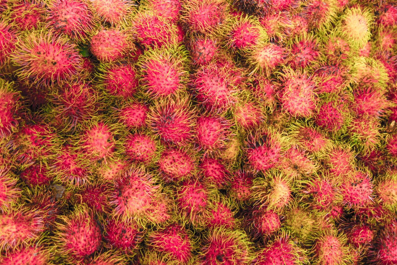 Sony Cyber-shot DSC-RX100 sample photo. Rambutan, fruit, malaysia photography