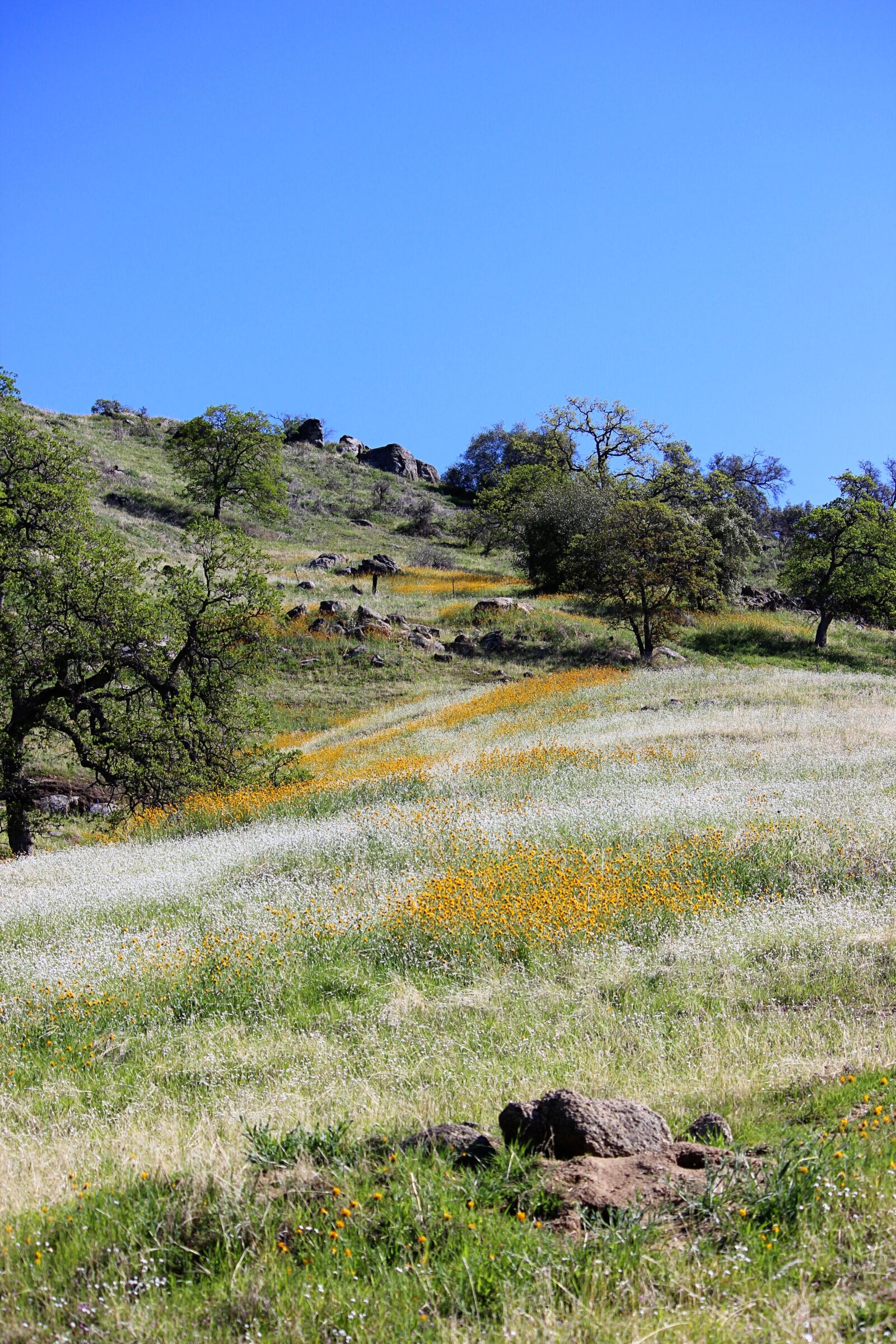 Canon EOS 600D (Rebel EOS T3i / EOS Kiss X5) sample photo. Wildflowers, blue sky, oak photography