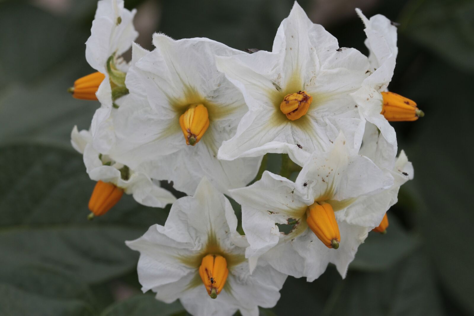 Canon EOS 500D (EOS Rebel T1i / EOS Kiss X3) sample photo. Flower, nature, plant photography