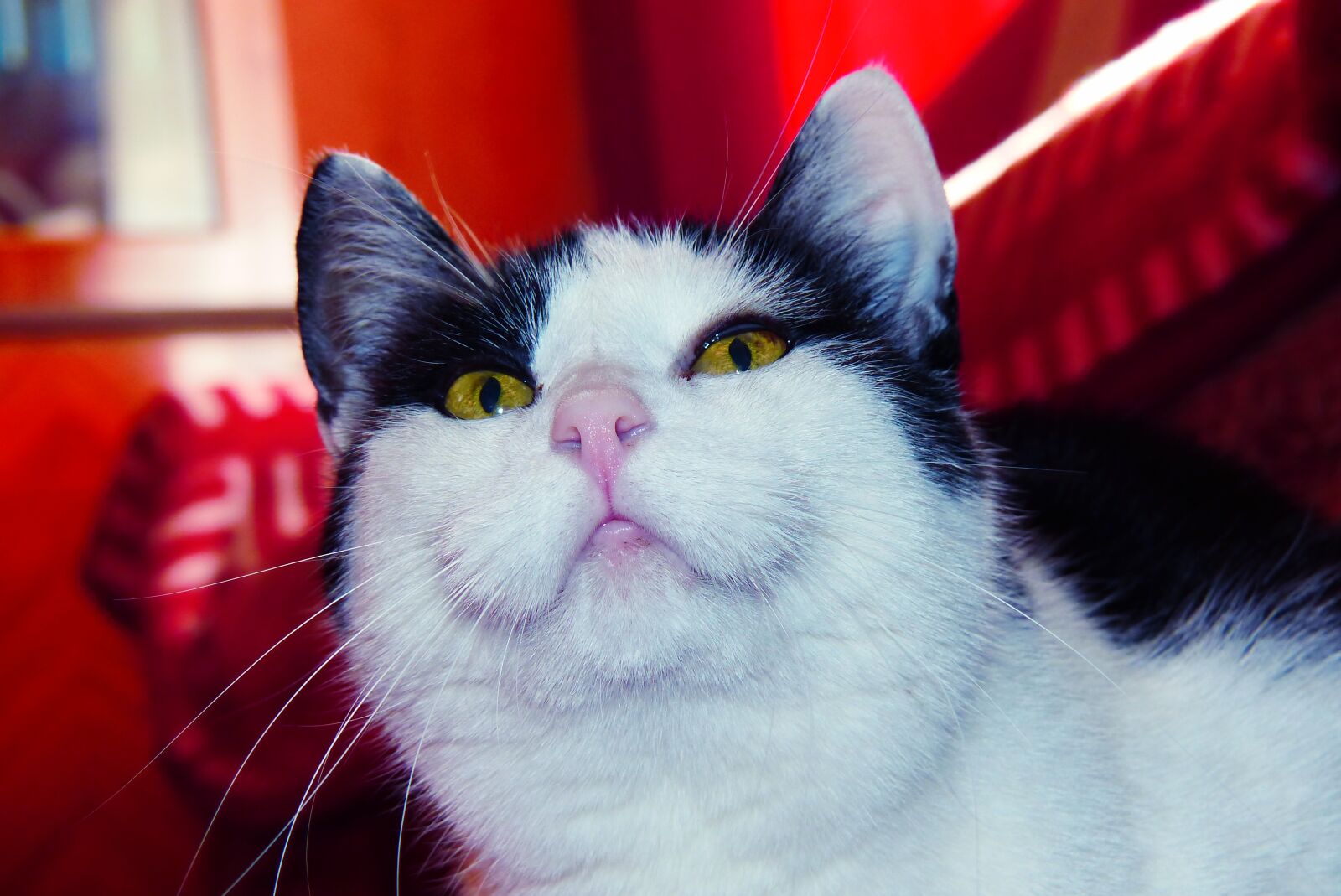Panasonic Lumix DMC-FZ200 sample photo. Cat, curiously, female photography