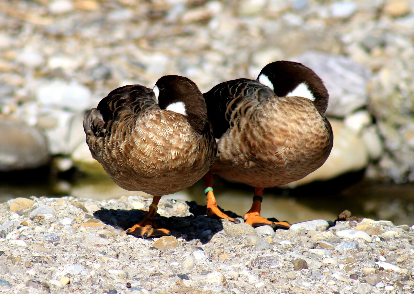 Canon EF 75-300mm f/4-5.6 sample photo. Ducks, bird, water bird photography