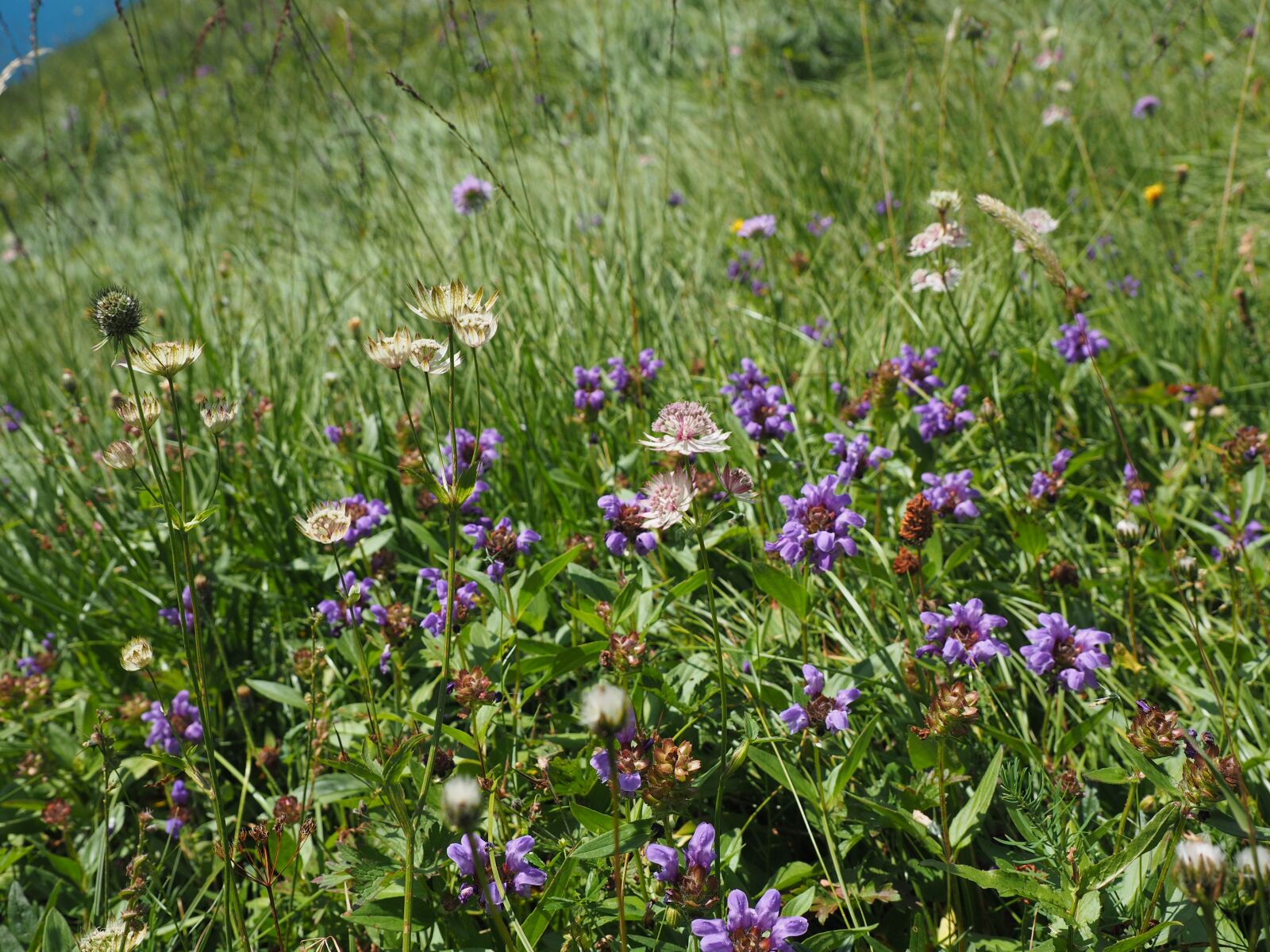 Olympus OM-D E-M1 + Olympus M.Zuiko Digital ED 12-40mm F2.8 Pro sample photo. Alphabet, alpine meadow, flower photography