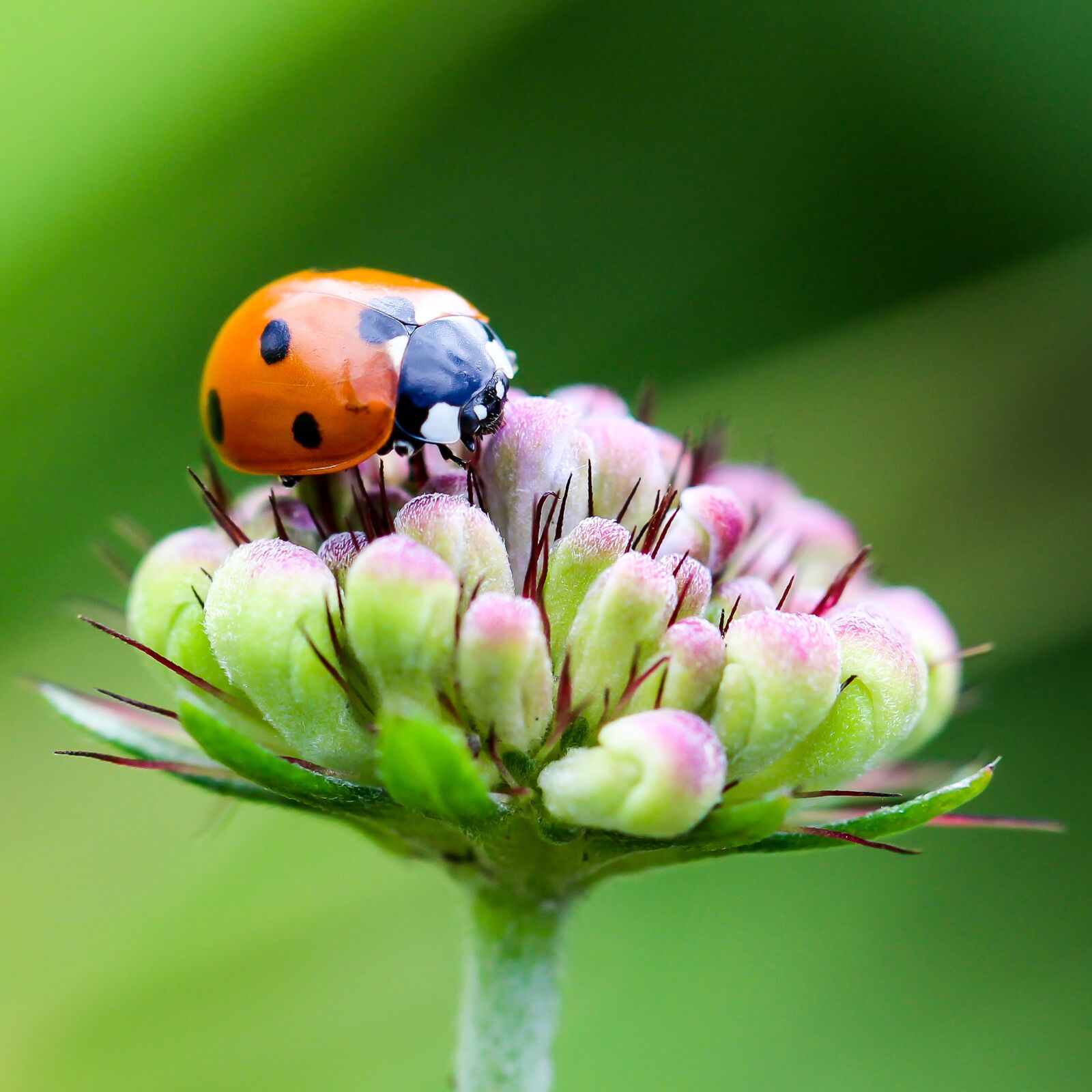 Canon EOS 700D (EOS Rebel T5i / EOS Kiss X7i) + Canon TAMRON SP 90mm F/2.8 Di VC USD MACRO1:1 F004 sample photo. Ladybug, coccinellidae, insect photography