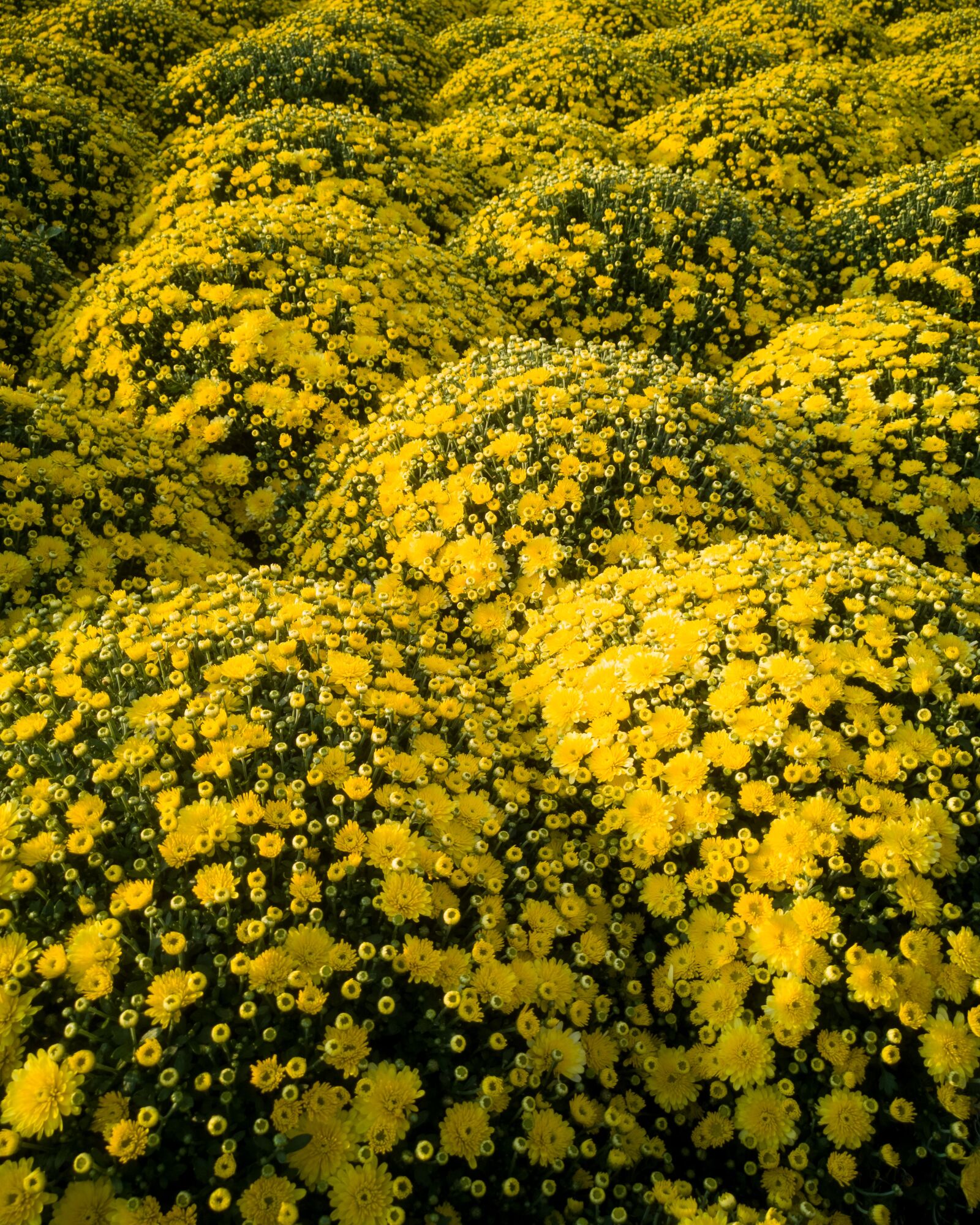 HUAWEI CLT-L29 sample photo. Autumn, beautiful, bloom photography