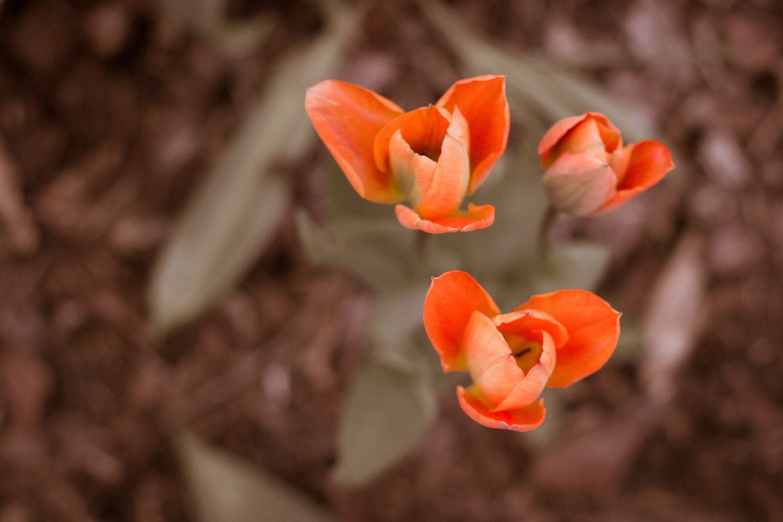 Canon EOS 600D (Rebel EOS T3i / EOS Kiss X5) + Canon EF 50mm F1.8 II sample photo. Flower, blossom, bloom photography