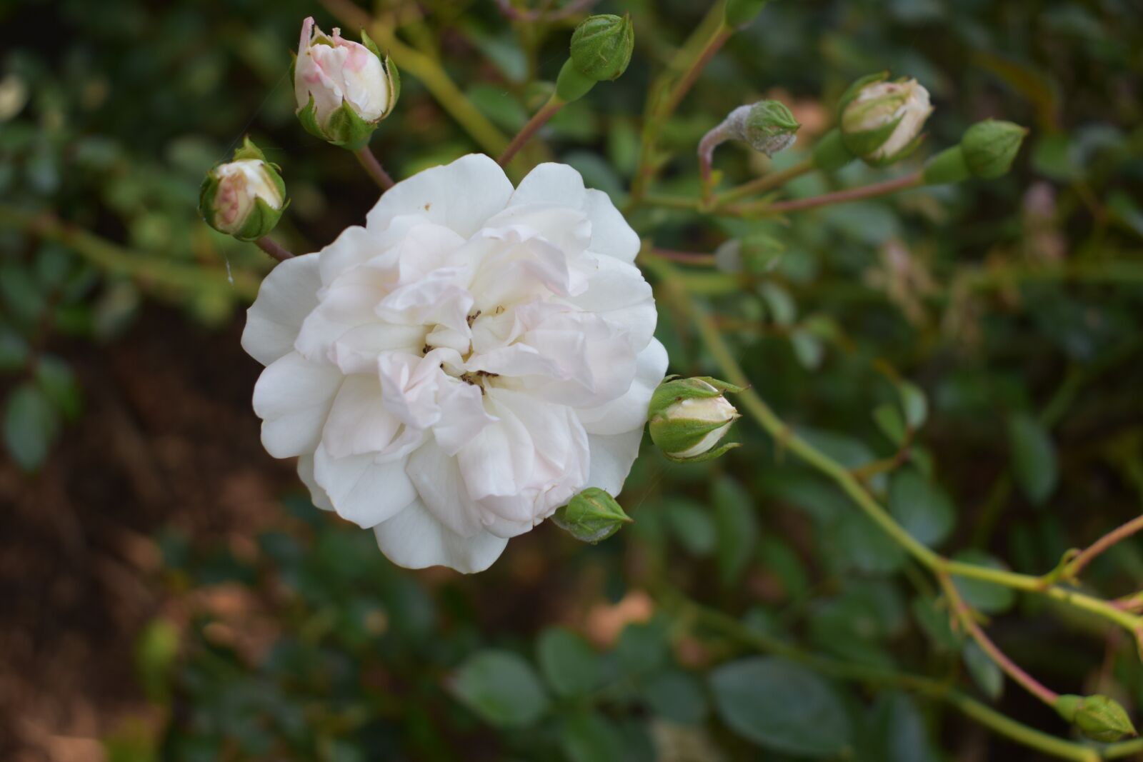 Nikon D3400 sample photo. Flower, nature, spring photography