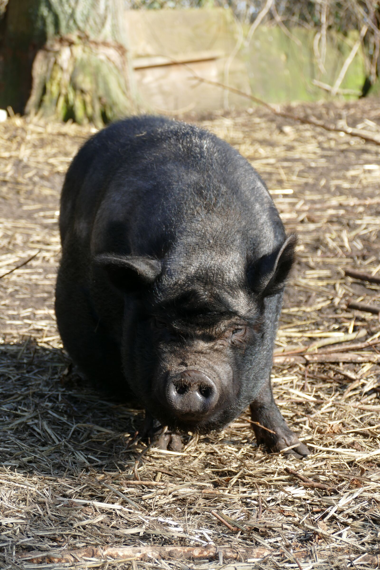 Panasonic Lumix DMC-FZ1000 sample photo. Potbellied pig, pig, hog photography