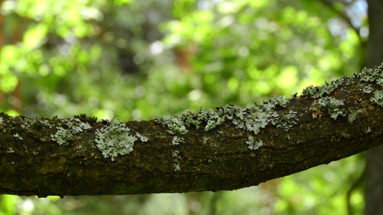Nikon Coolpix P610 sample photo. Lichen, branch, bark photography