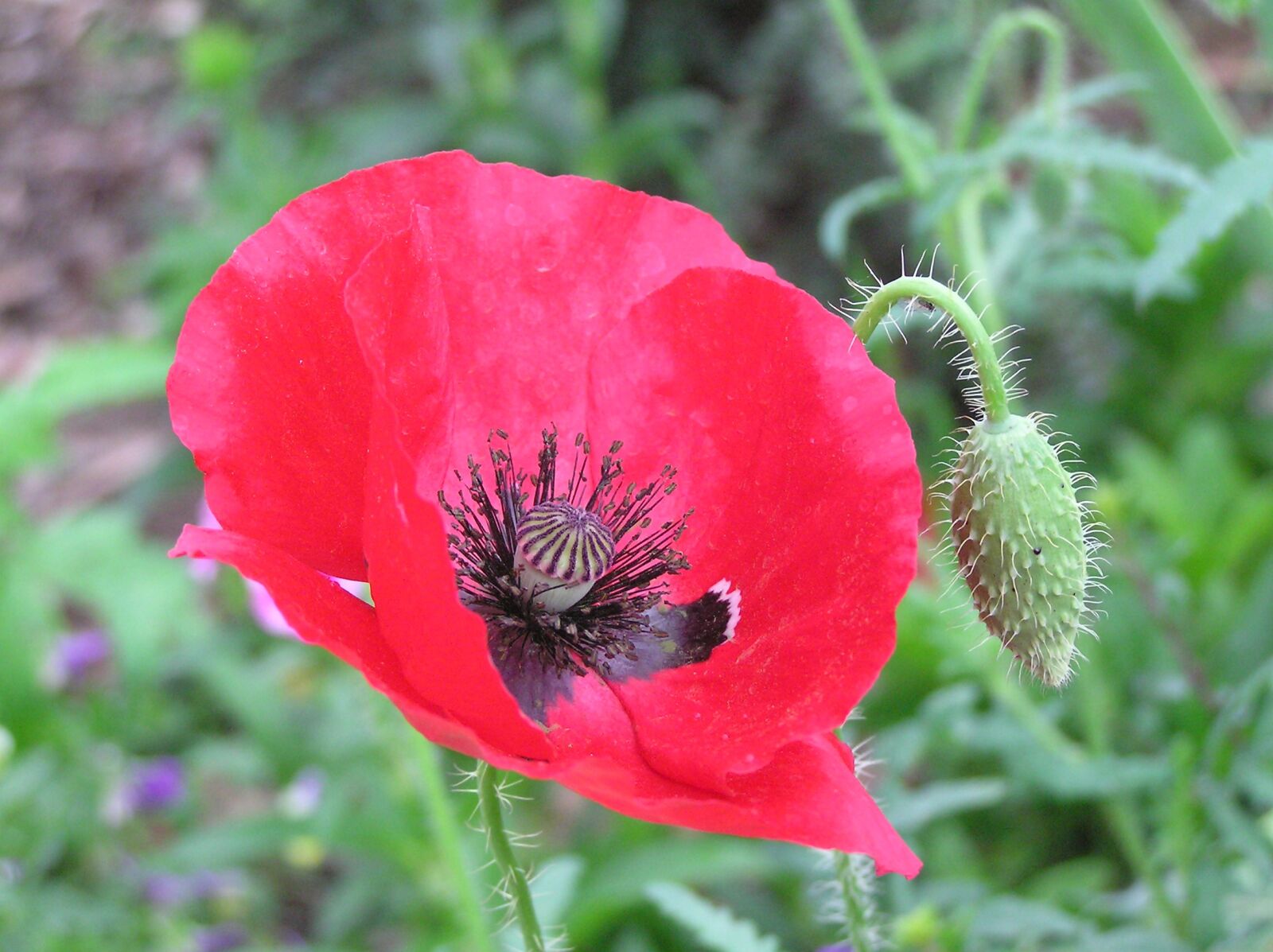 Olympus C750UZ sample photo. Remembrance day, poppy, flower photography