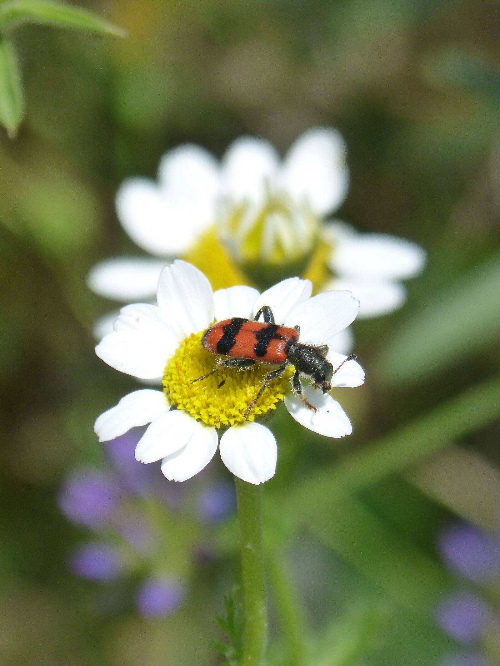 Panasonic DMC-FZ62 sample photo. Trichodes apiarius, coleoptera, beetle photography