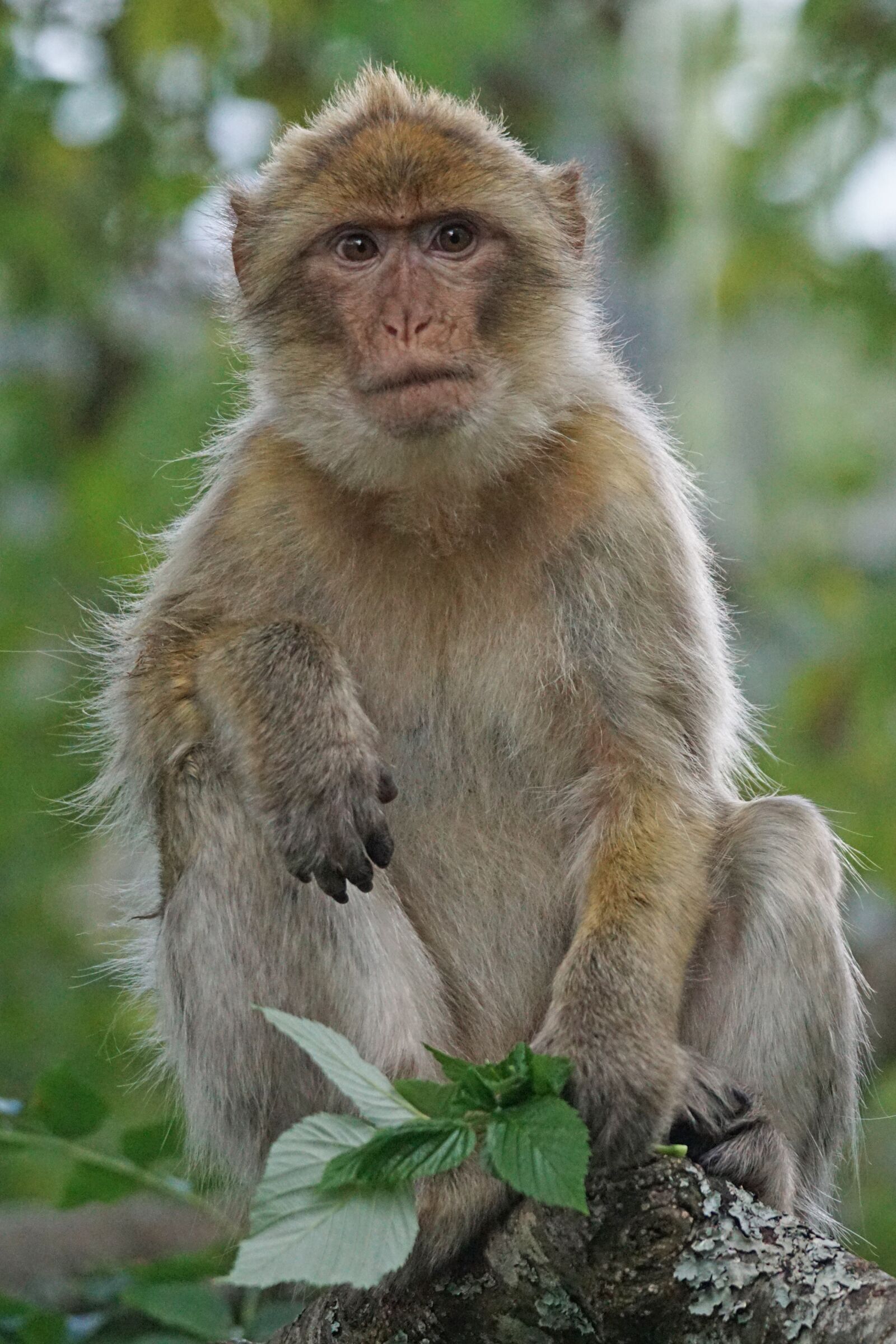 Sony ILCA-77M2 + Sony 70-400mm F4-5.6 G SSM sample photo. Barbary ape, old world photography