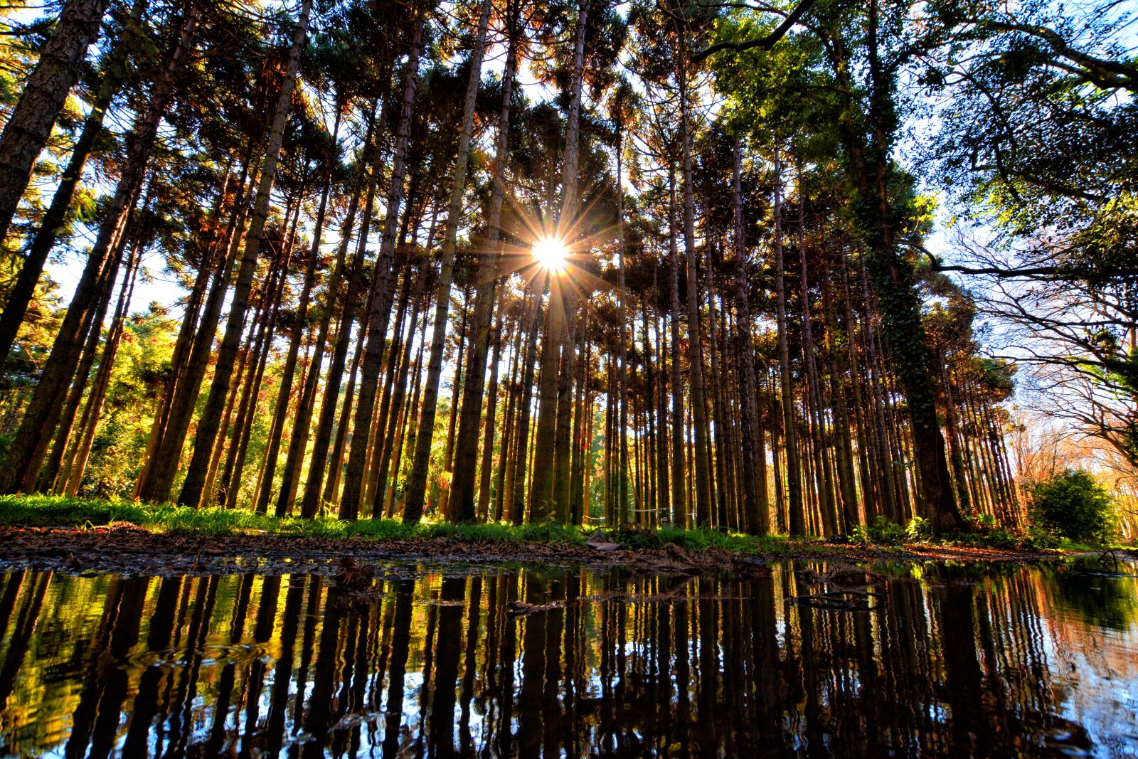 Nikon D7100 sample photo. Forest, landscape, sun photography