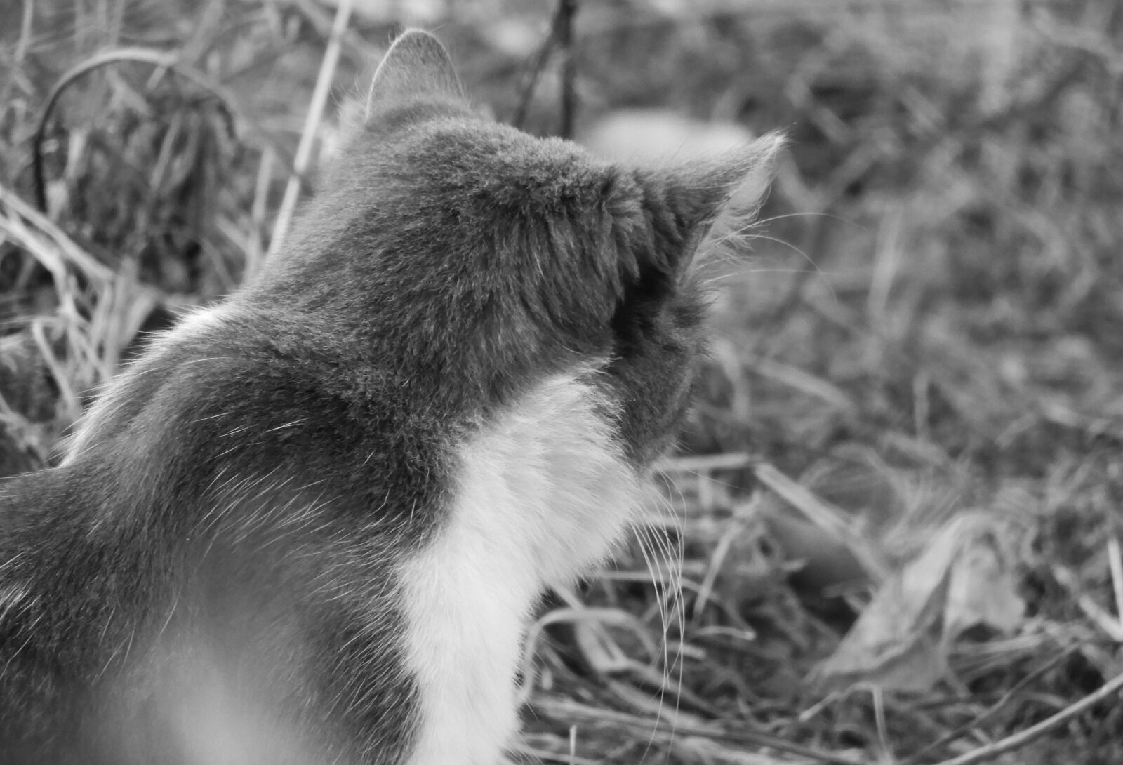Nikon Coolpix B700 sample photo. Animal, cat, carnivorous photography