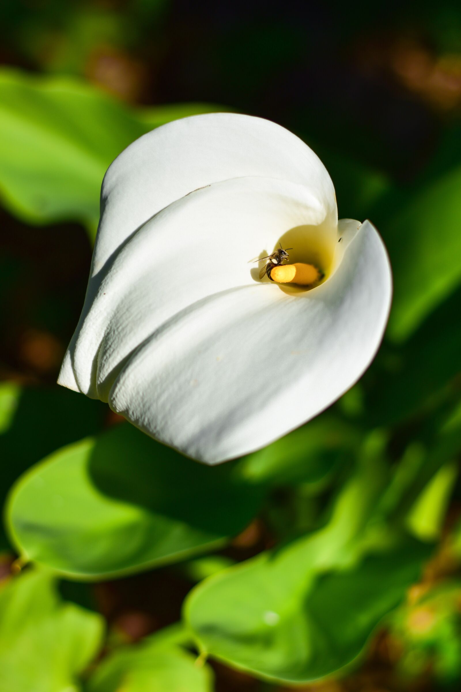 Nikon D5500 sample photo. Arum lily, flower, leaf photography