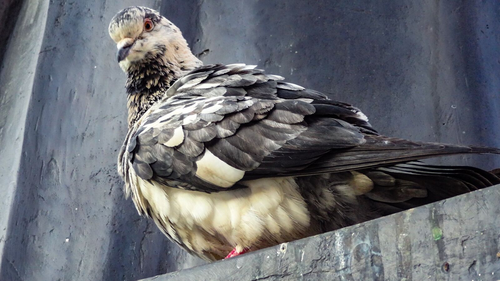 Sony Cyber-shot DSC-HX9V sample photo. Wildlife, pigeon, bird photography