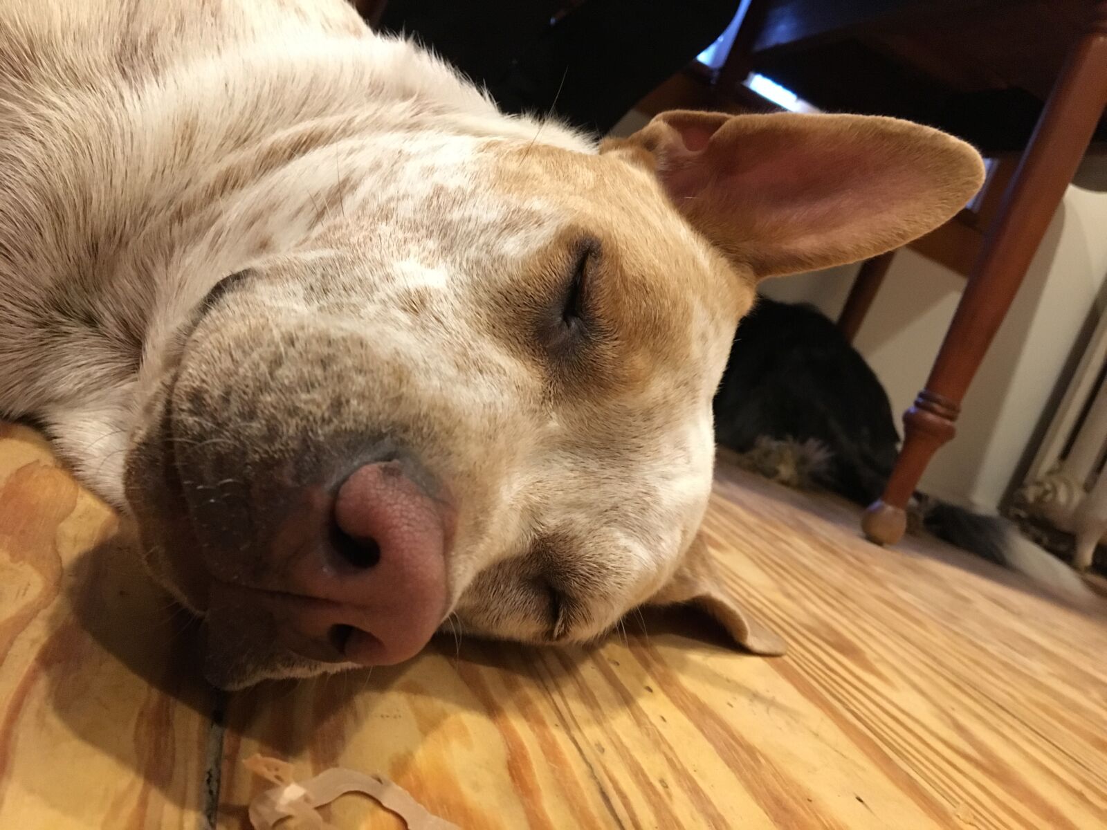 Apple iPhone 6s sample photo. Dog, sleeping dog, tired photography