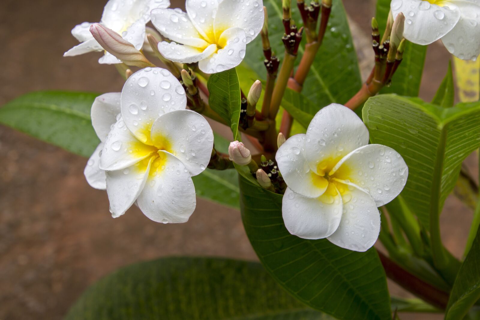 Canon EOS 700D (EOS Rebel T5i / EOS Kiss X7i) sample photo. Flower, nature, plant photography