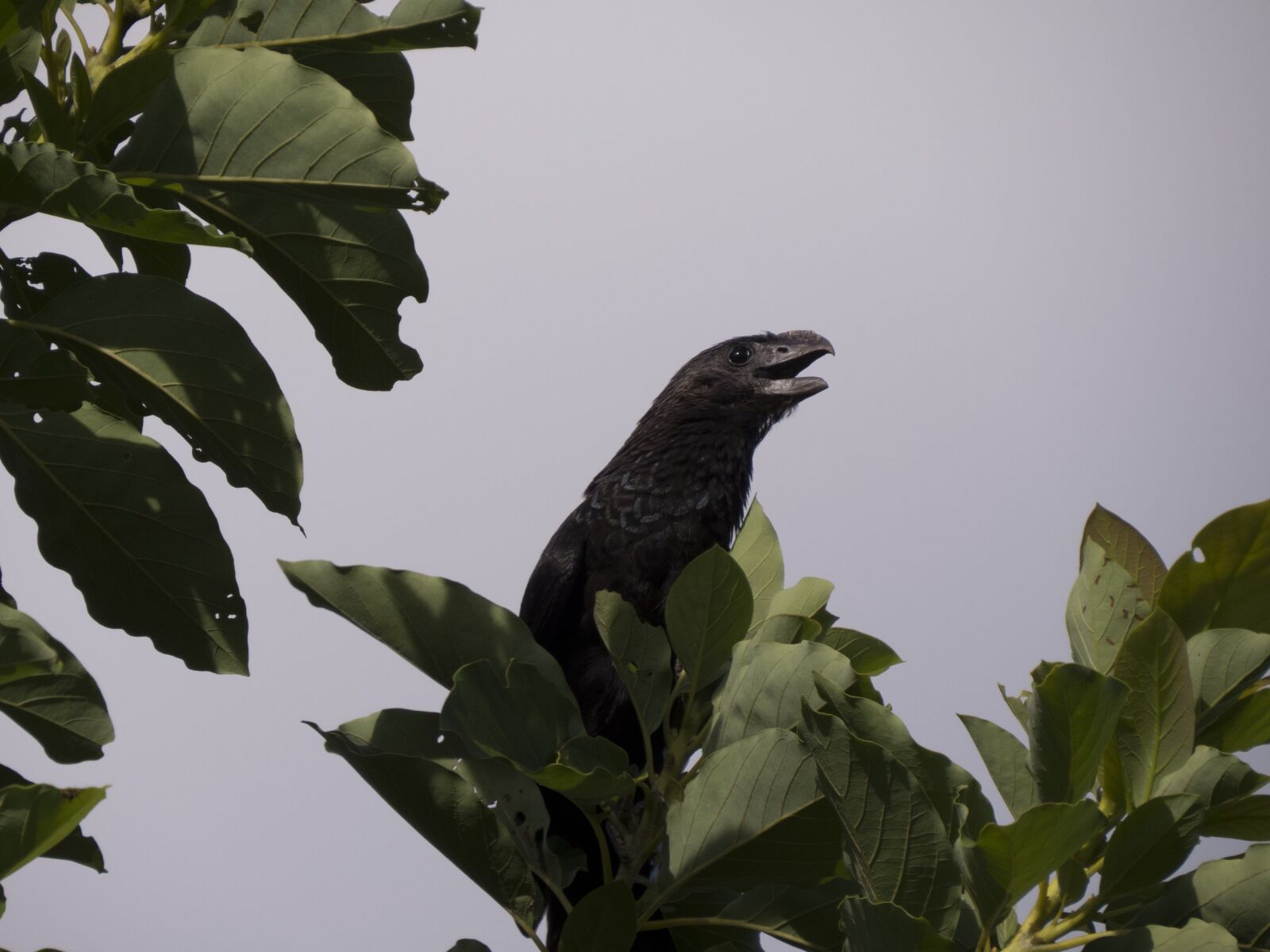 Canon PowerShot SX50 HS sample photo. Anu black, nature, birds photography