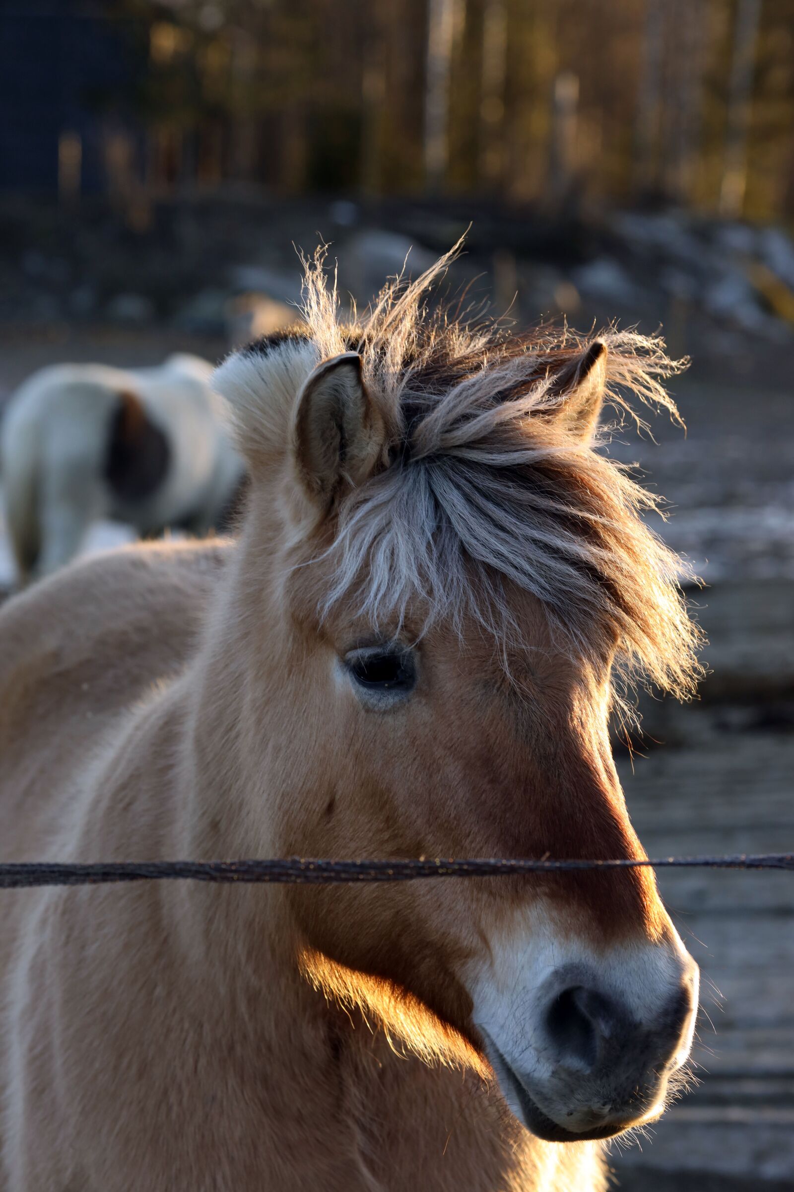 Canon EOS R + Canon EF 135mm F2L USM sample photo. Horse, animal, farm photography