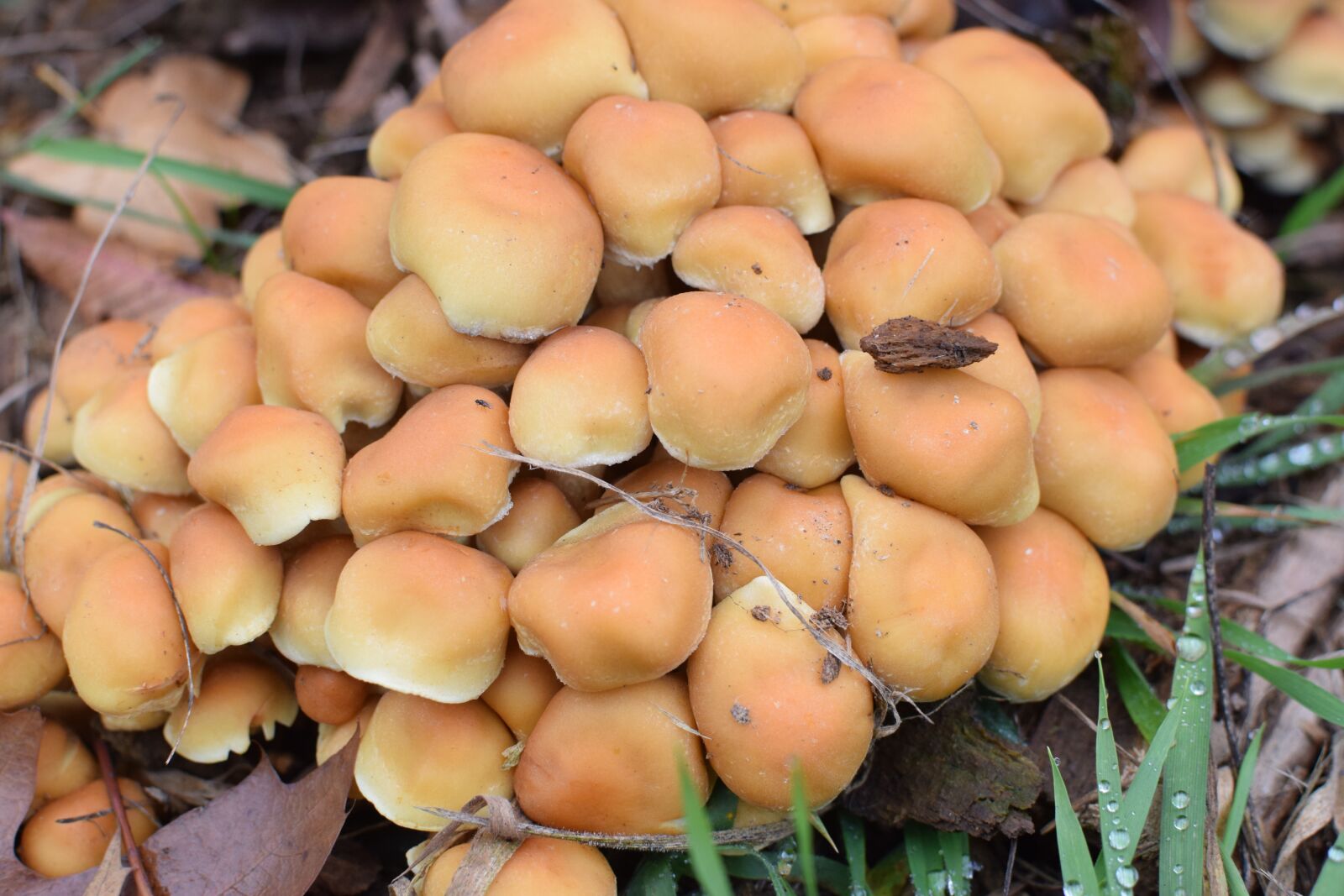 Nikon D5300 sample photo. Mushrooms, group, close up photography