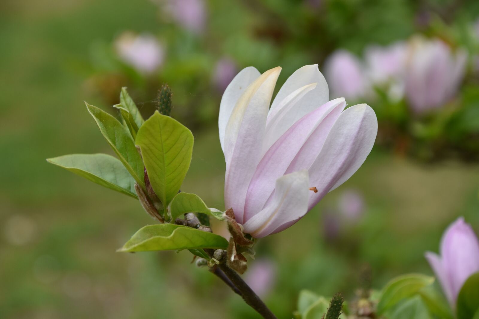 Nikon D5600 sample photo. Flower, nature, plant photography