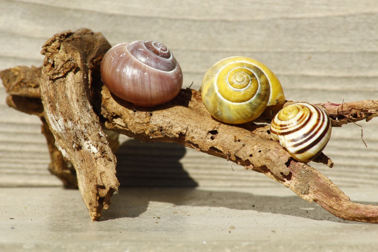 Canon EOS 700D (EOS Rebel T5i / EOS Kiss X7i) sample photo. Snails, shell, wood photography
