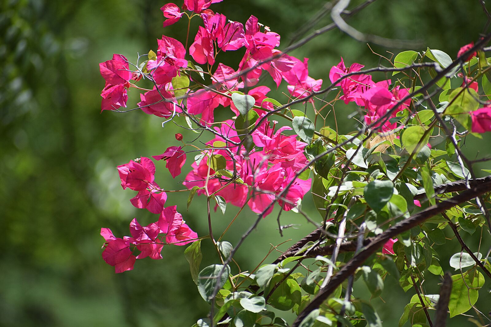 Nikon D3300 sample photo. Flower, nature, red photography