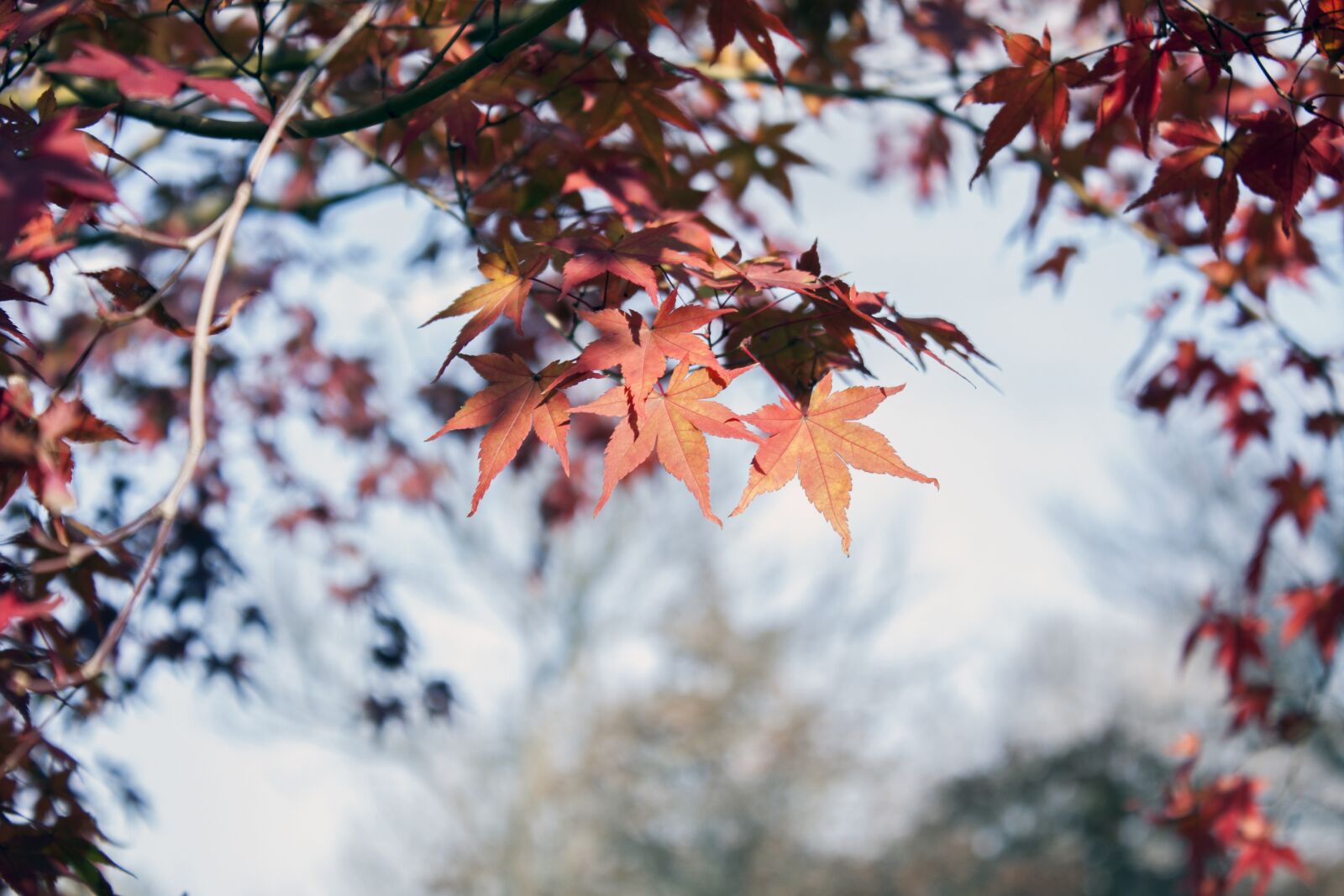 Canon EOS 450D (EOS Rebel XSi / EOS Kiss X2) + Canon EF-S 18-55mm F3.5-5.6 IS sample photo. Autumn leaves, maple leaf photography