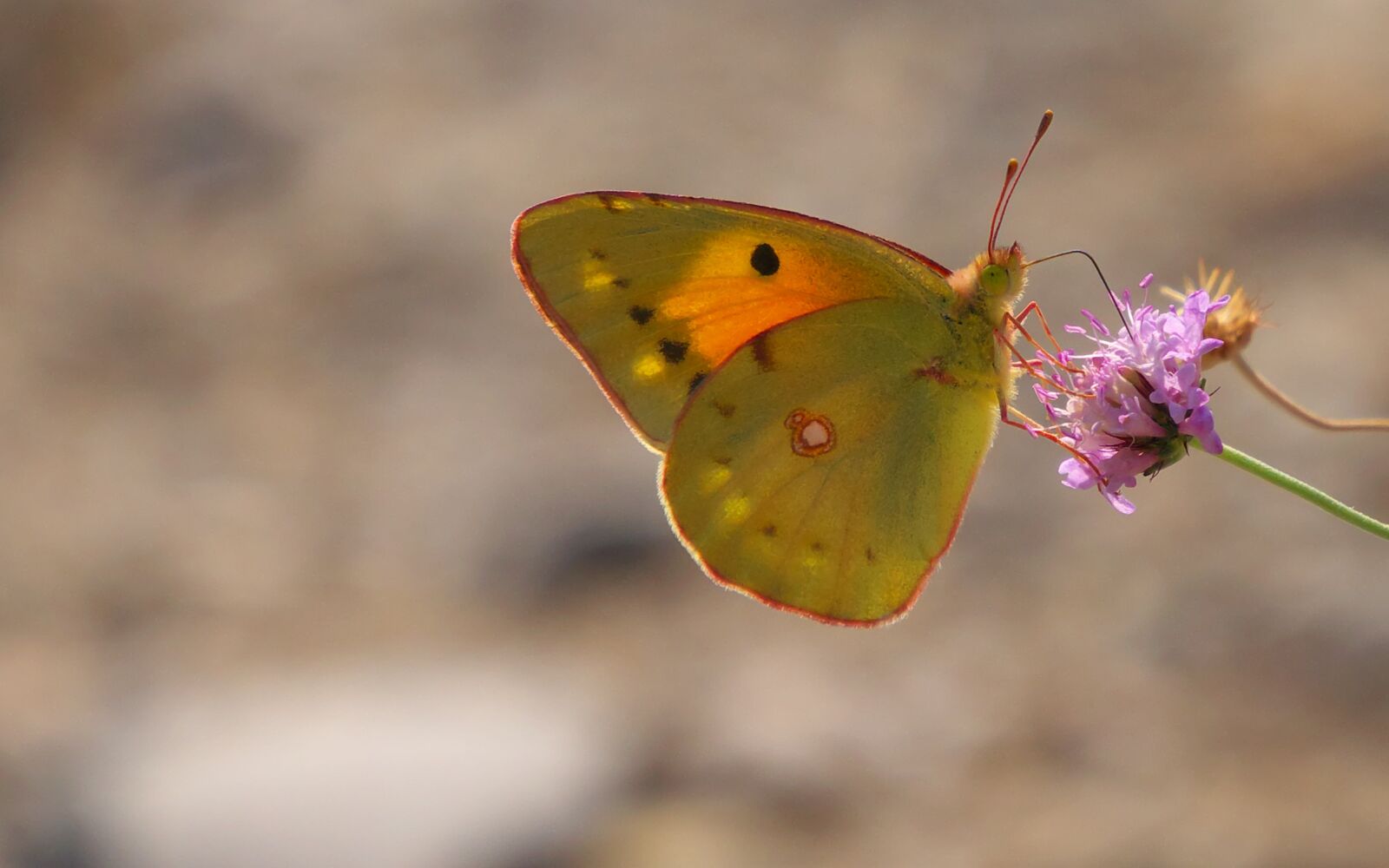 Panasonic Lumix DMC-GX7 sample photo. Nature, insects butterfly, macro photography