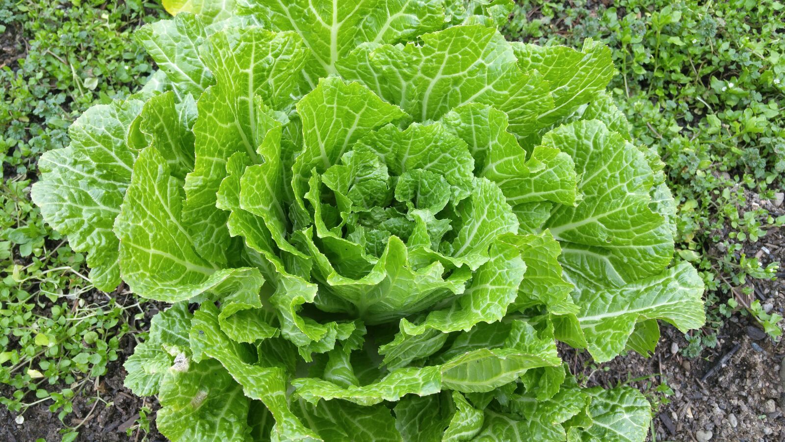 LG G4 sample photo. Napa cabbage, green, leafy photography