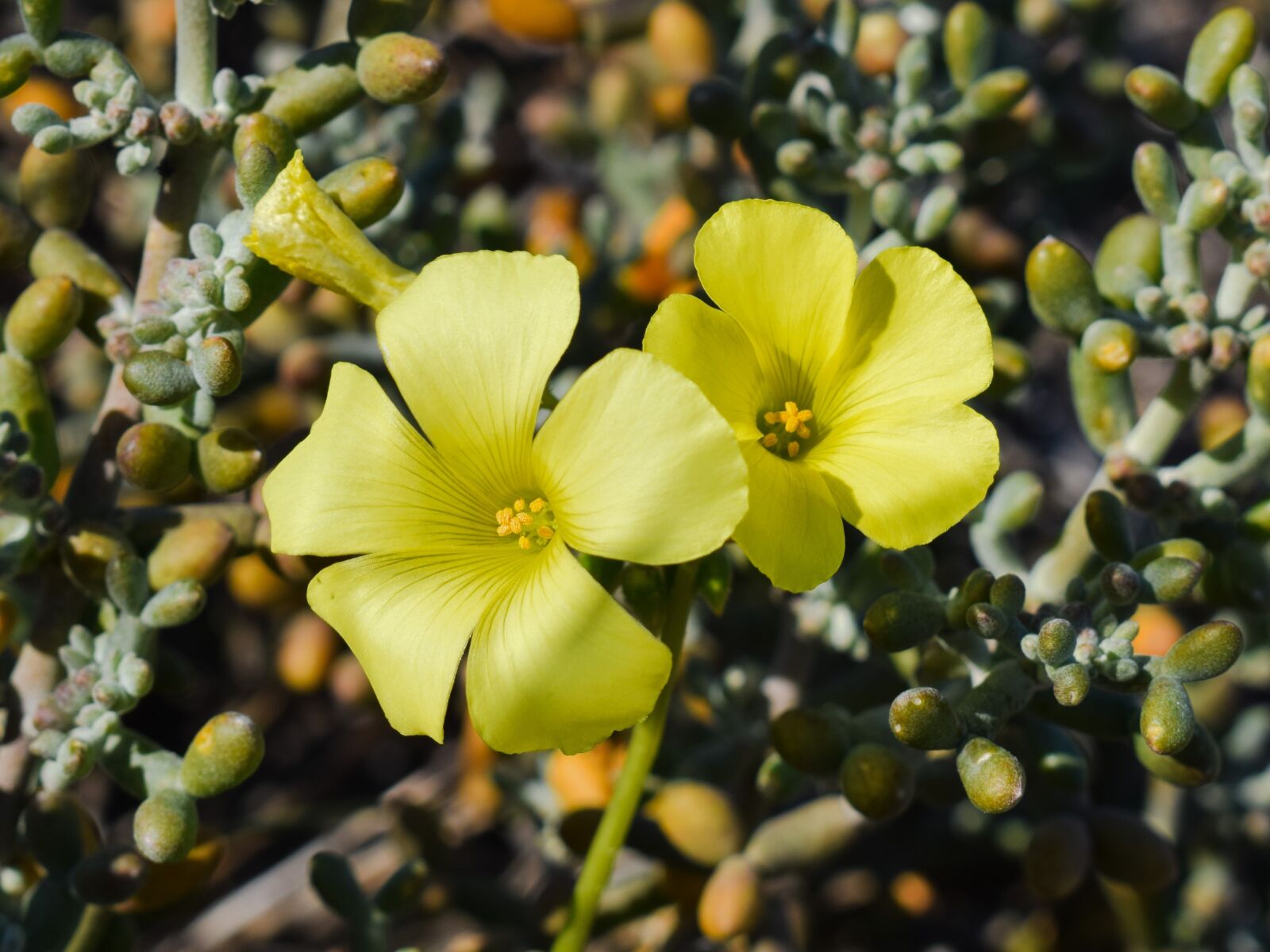 Nikon D3300 sample photo. Wildflower, yellow, nature photography