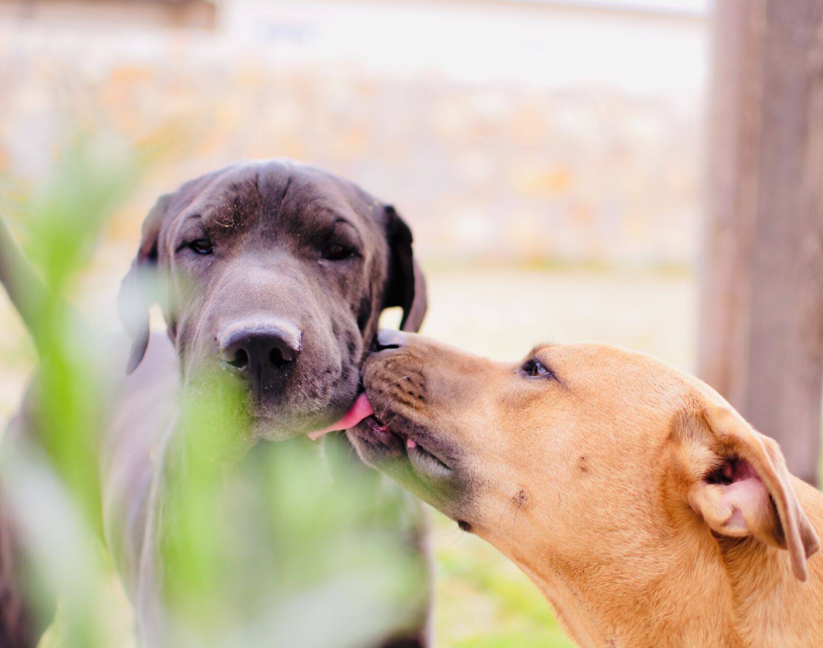 Nikon D5600 sample photo. Dog, pets, puppy photography