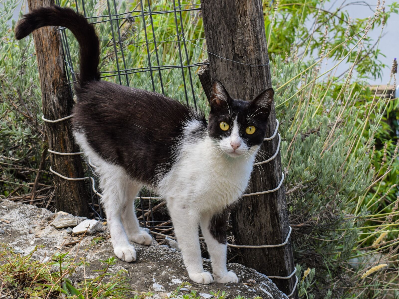 Nikon D3300 sample photo. Cat, stray, animal photography