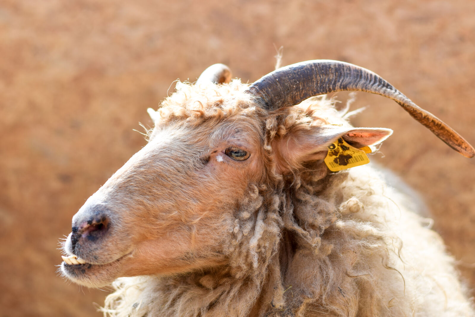 Nikon AF-S Nikkor 50mm F1.8G sample photo. Wool, goat, horns photography