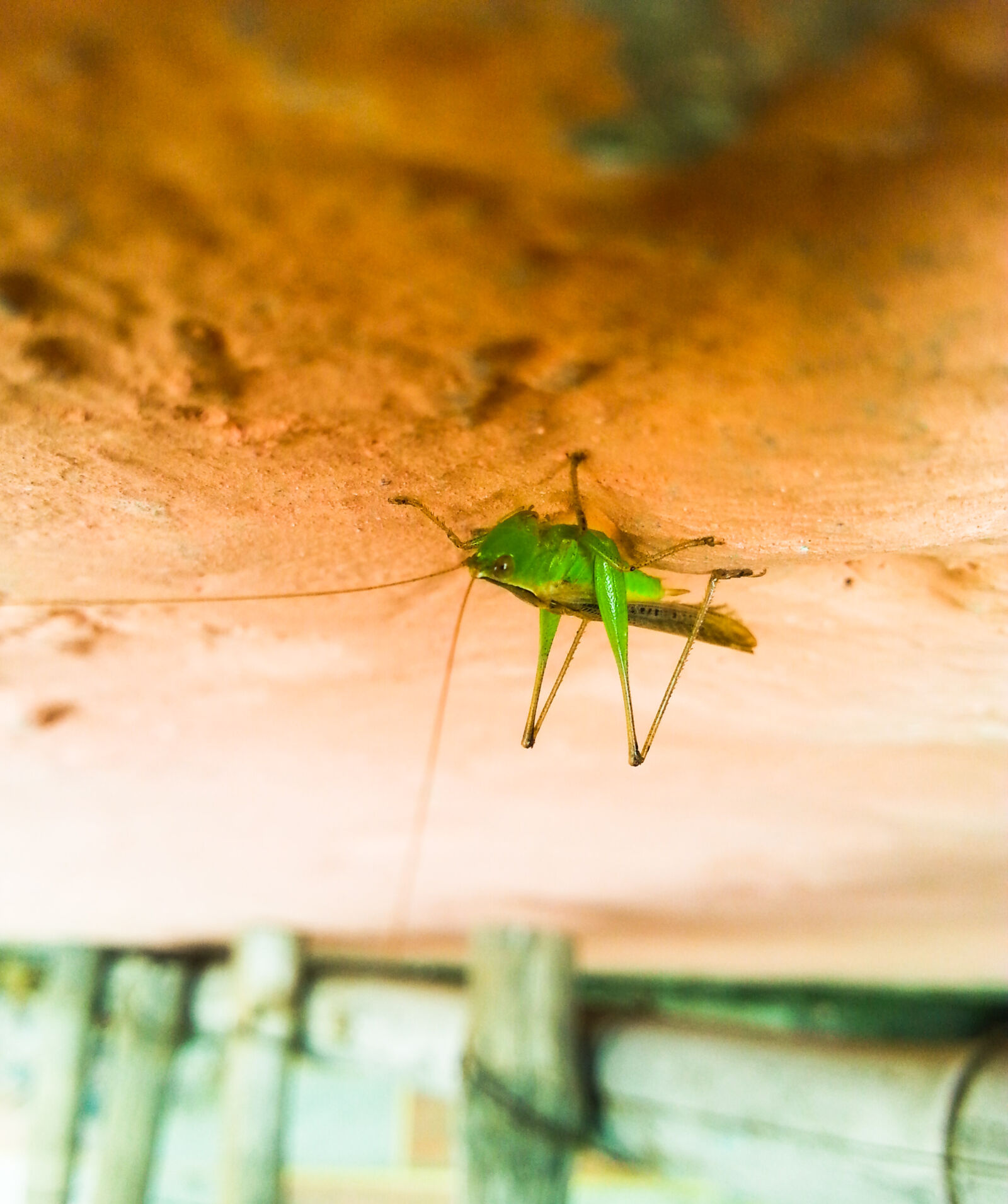 Samsung Galaxy S3 sample photo. Close, up, of, ant photography