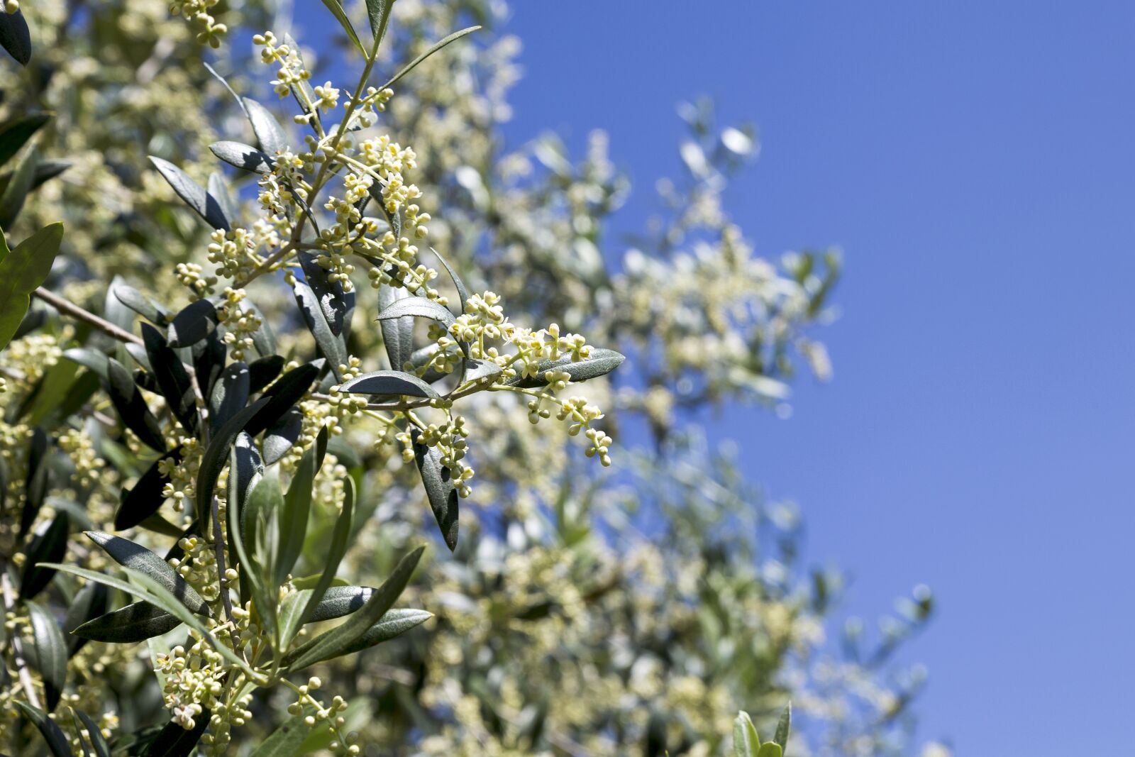 Canon EOS 6D sample photo. Olive trees, flower, nature photography