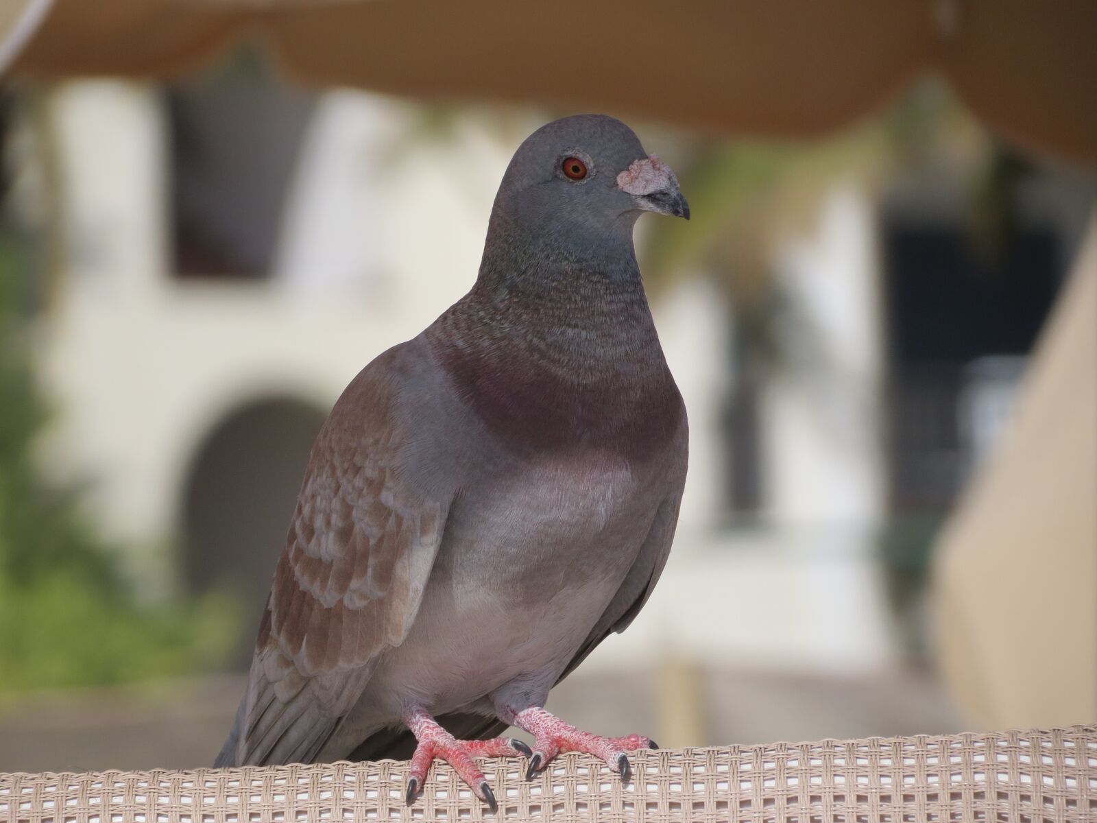 Canon PowerShot SX40 HS sample photo. Domestic pigeon, bird, gray photography