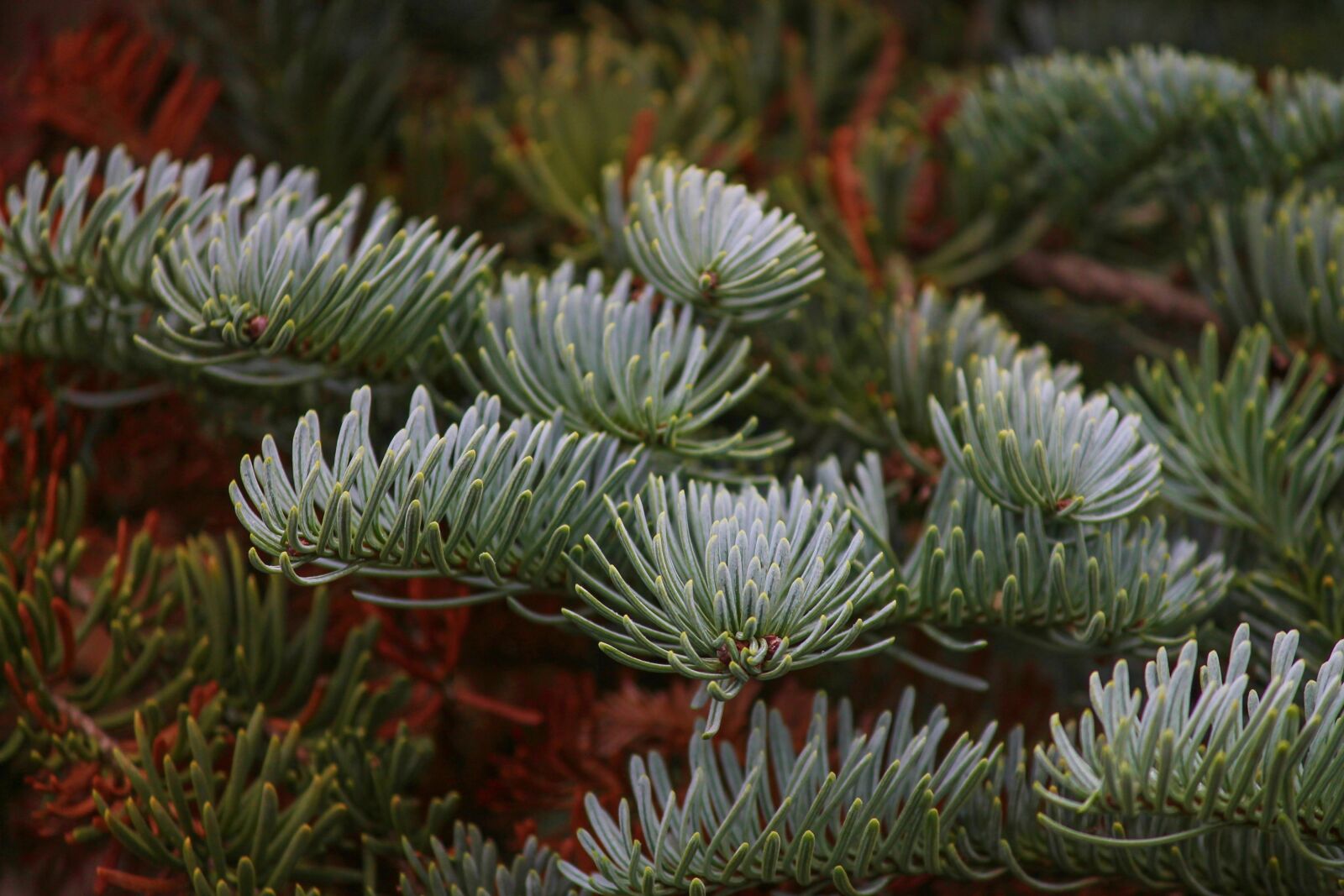 Canon EOS 1100D (EOS Rebel T3 / EOS Kiss X50) sample photo. Fir tree, tannenzweig, needles photography