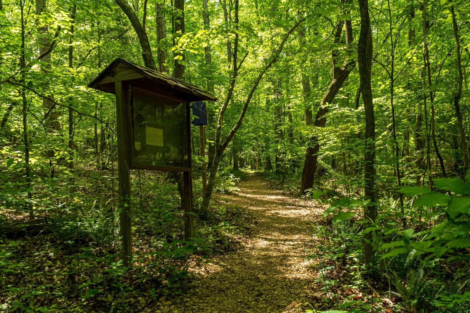 Sony E PZ 18-105mm F4 G OSS sample photo. State forest trail, dappled photography