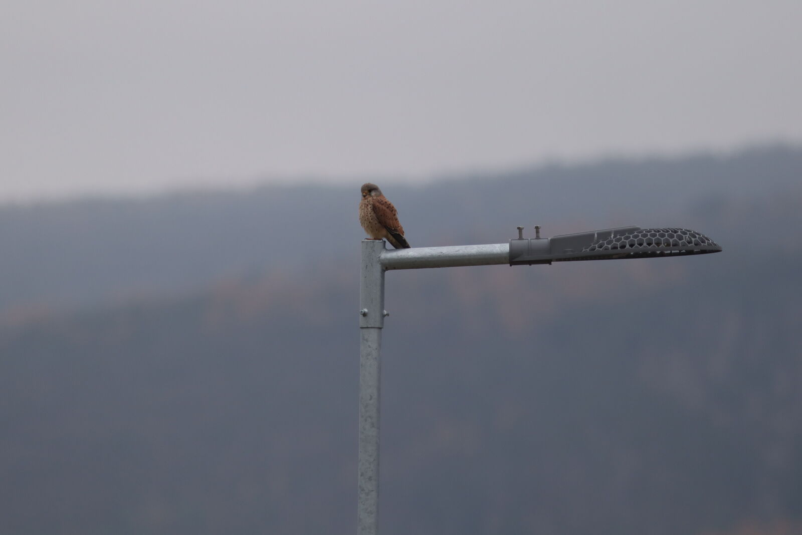 Canon EF 300mm F4L IS USM sample photo