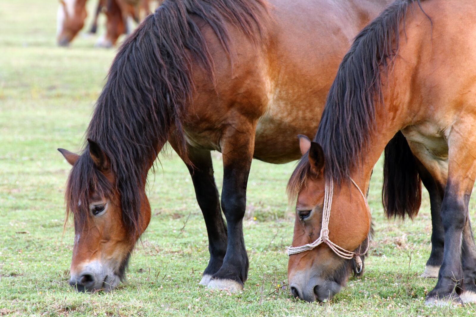 Canon EOS 70D sample photo. Horses, pasture, animal photography