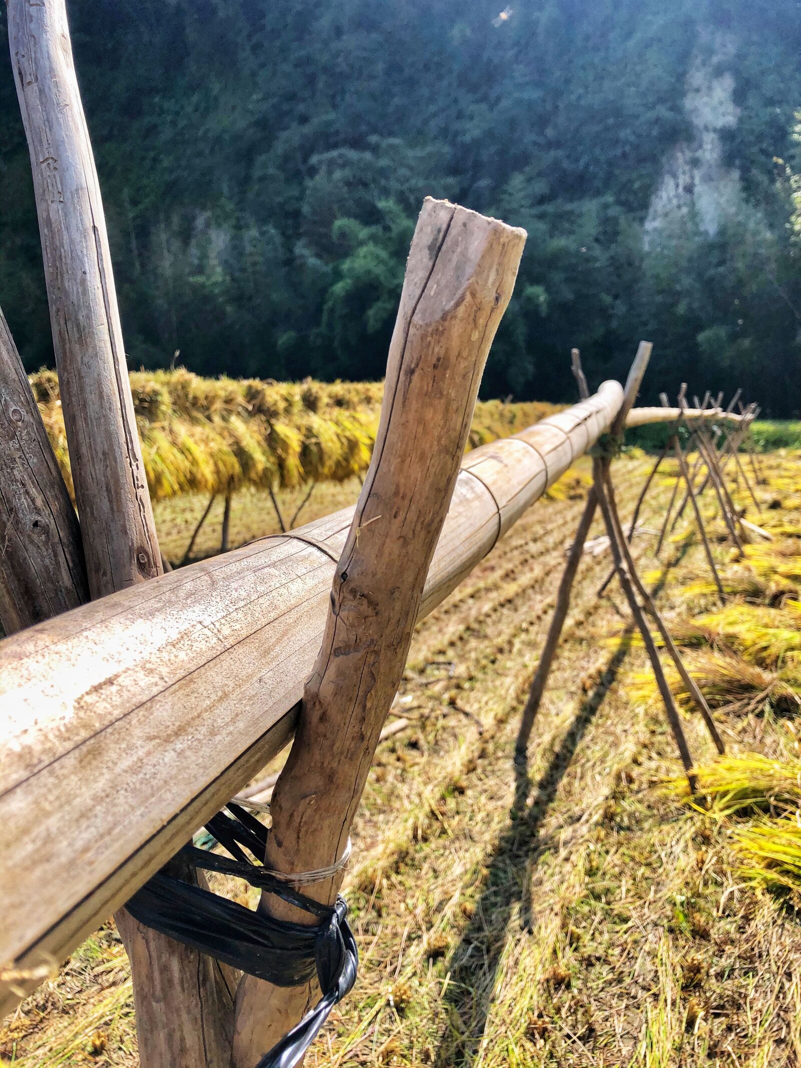 Apple iPhone 8 Plus sample photo. Farm, rice, agriculture photography