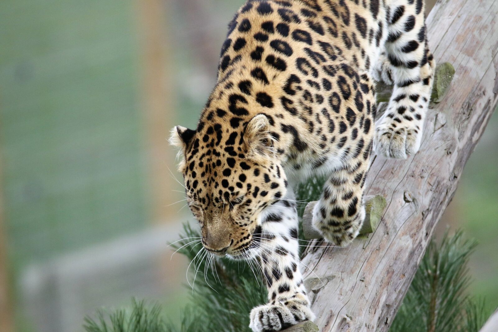 Canon EOS 7D Mark II sample photo. Leopard, big cat, spots photography