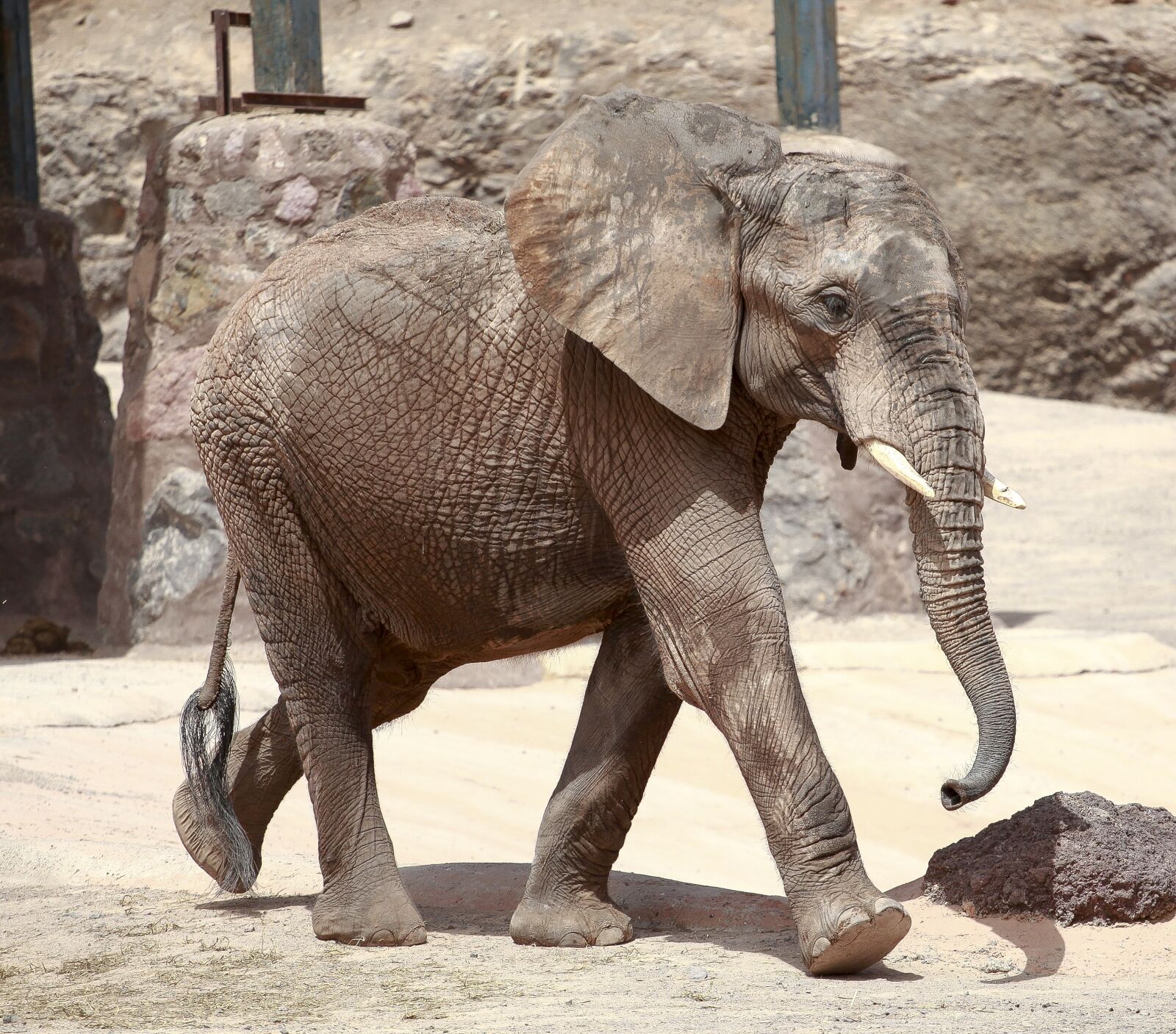 Canon EOS 5D Mark II sample photo. Elephant, animal, africa photography
