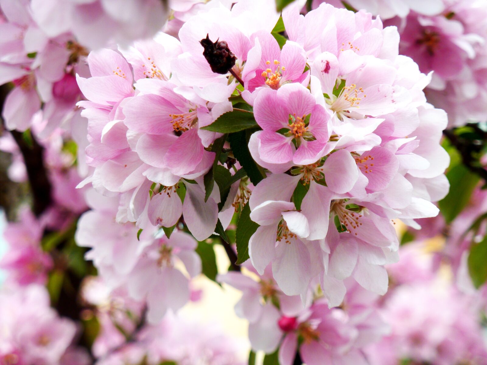 Panasonic DMC-TZ7 sample photo. Spring, flowers, plant photography