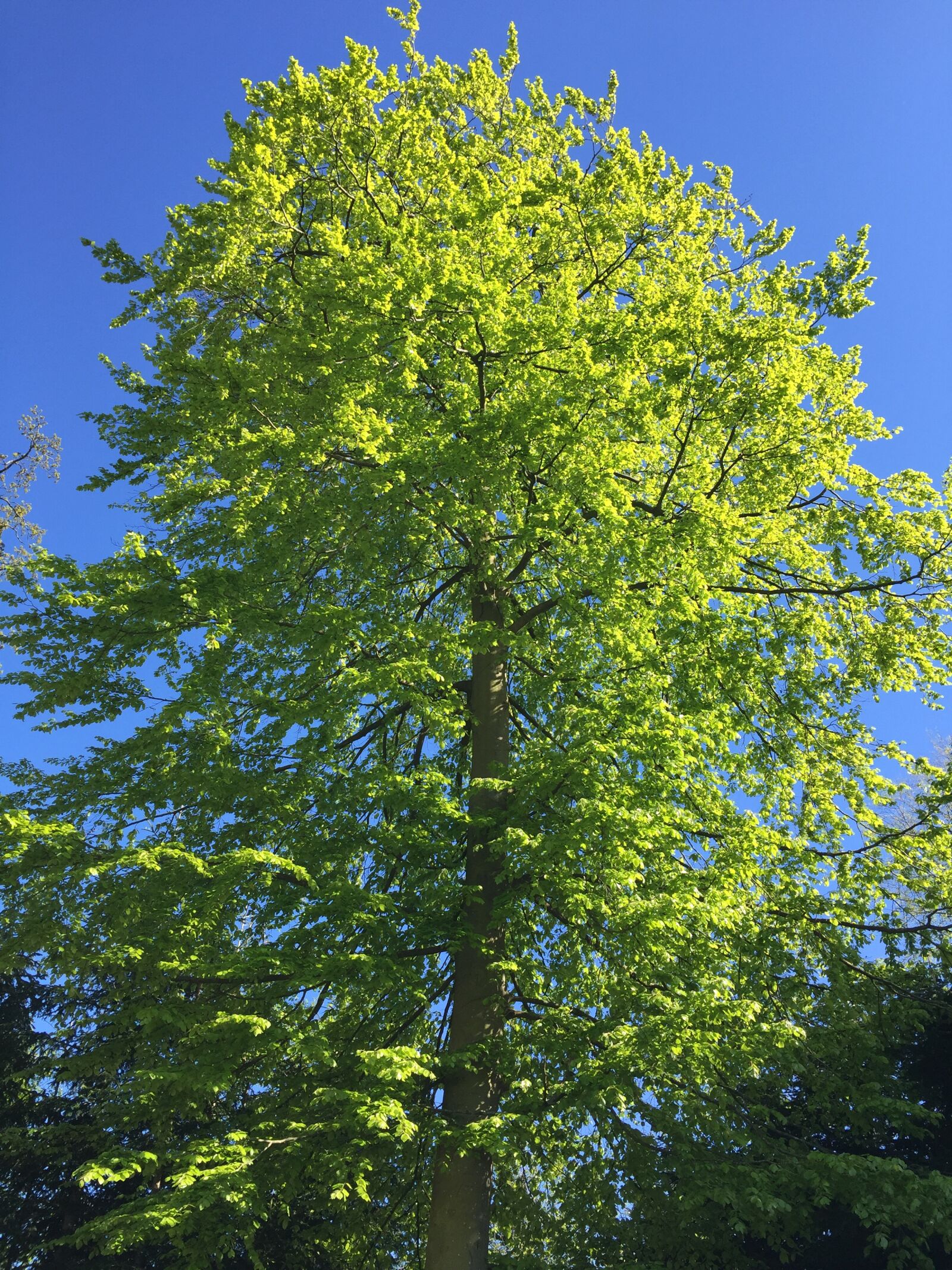 iPhone 6 back camera 4.15mm f/2.2 sample photo. Spring, wood, natural photography