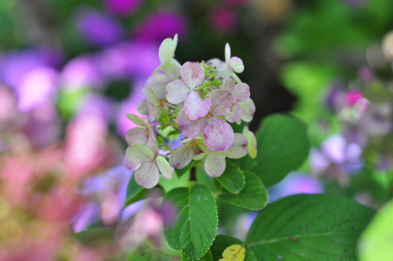Nikon D90 sample photo. Hydrangea, flowers, bloom photography