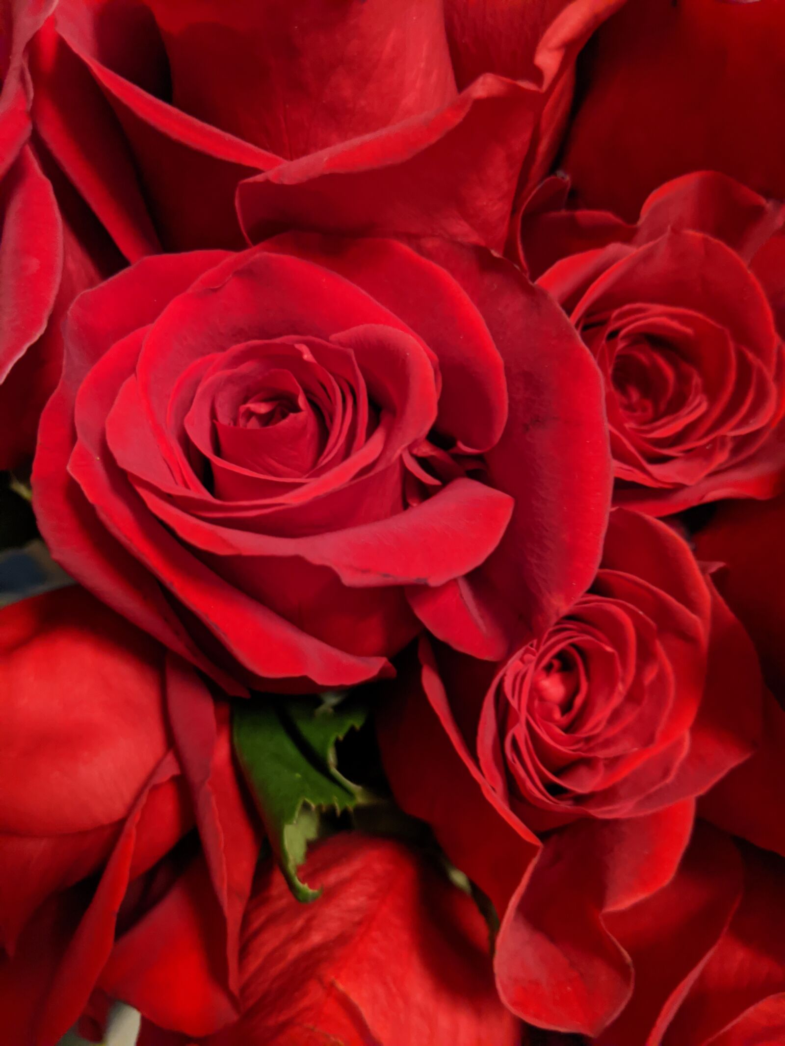 Google Pixel 3 sample photo. Roses, red, love photography